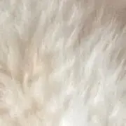 すみれ