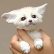 なな