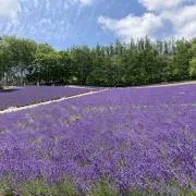lavenderの画像