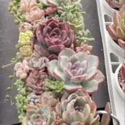 あーさんの画像