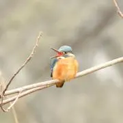 桃の画像