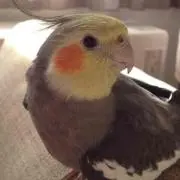 かっち