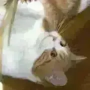 ru-ru ★の画像