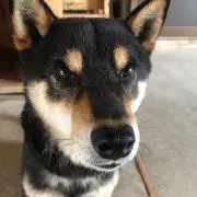 おまけサービスマンの画像