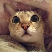 SHUNの画像