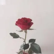 m a k o.の画像