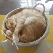 sakurakoの画像