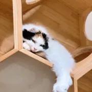 さちの画像