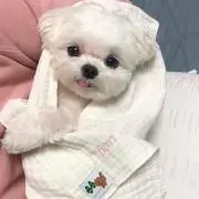 ユウリの画像