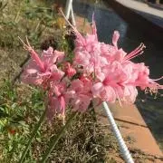そまの画像