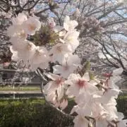 アベルの画像