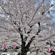 つむ（プロフあり）の画像