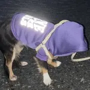 あんこもちっこの画像