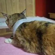 ニャタロウの画像