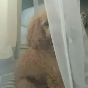 りりっぺの画像