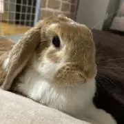 チェリー