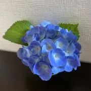 おはなの画像