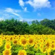ナイスの画像