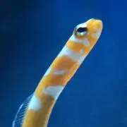 syumaiの画像