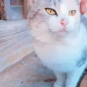 SORA