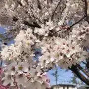 こうけんの画像