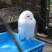 hahuの画像