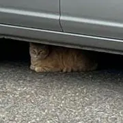 なめこの画像