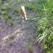 タイヤキ