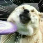 mimosa358♪の画像