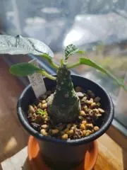 りん