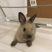 ここあ
