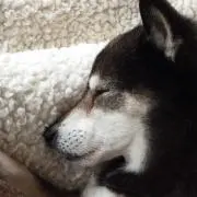ポテト