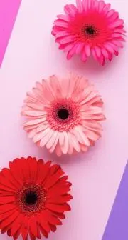 candyの画像