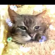 はな