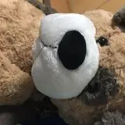 やや　断捨離の画像