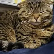 くろ