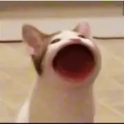 ❤︎