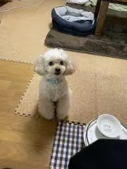 わんたろうの画像