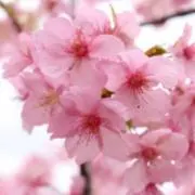 さくらの画像