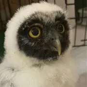 ぱんだの画像