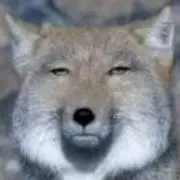 サーモンの妖精 猫猫三文魚 フィギュア - メルカリ