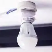 クスノキの画像