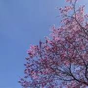 アオイソラの画像