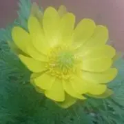 ほうき草‼️の画像