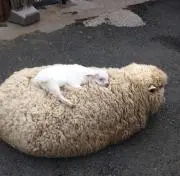 ネコマルファイターの画像