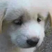 ふえんりる