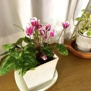 mkrtyの画像
