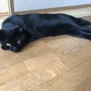 猫様