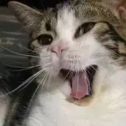 はなちゃんの画像