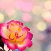 Flowerの画像